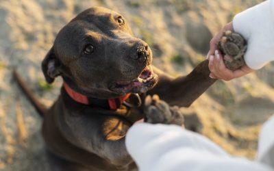 Kutya-gazda kötődés – A legújabb kutatások eredményei