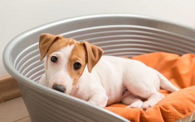 Miért bámulnak minket a kutyák?