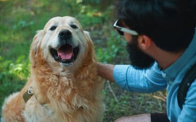 Nekem való a Golden Retriver? Pro és kontra érvek!