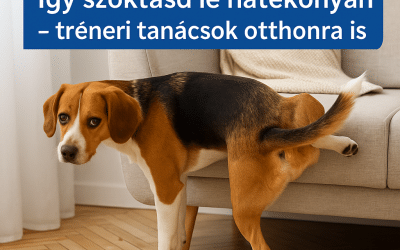A kutya jelöl a lakásban? Így szoktasd le hatékonyan